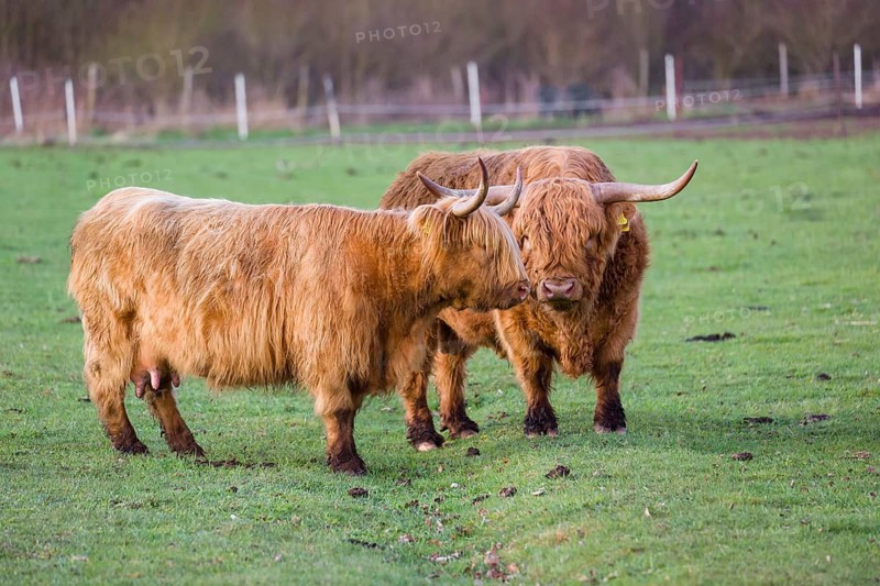 One Highland bull and a cow (Bos (primigenius) taurus) stand on a pasture