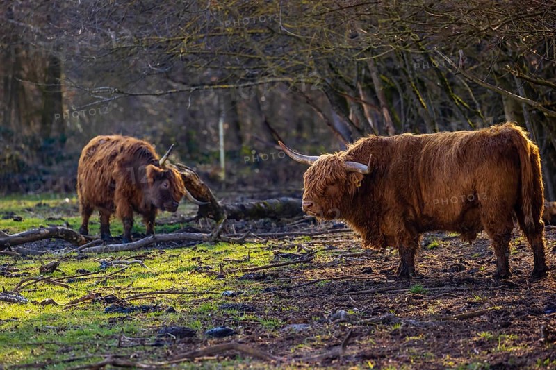 One Highland bull (Bos (primigenius) taurus) stands at a forest edge, scratching himself. A cow in the background doing the same