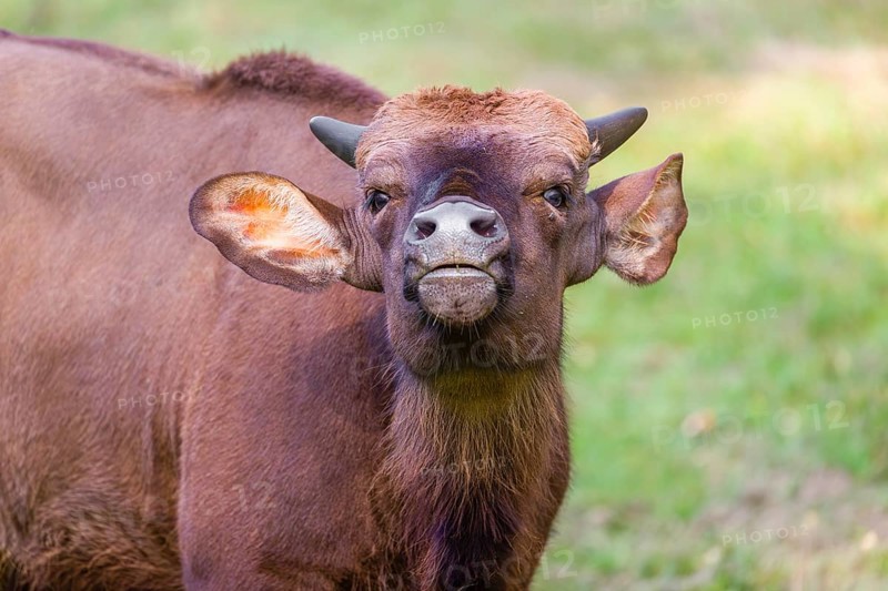 Portrait of a young female Gaur (Bos gaurus gaurus) on a green meadow