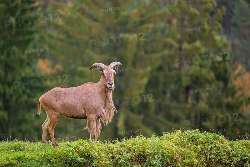One Barbary sheep (Ammotragus lervia) stands on green hilly ground. A forest is in the background