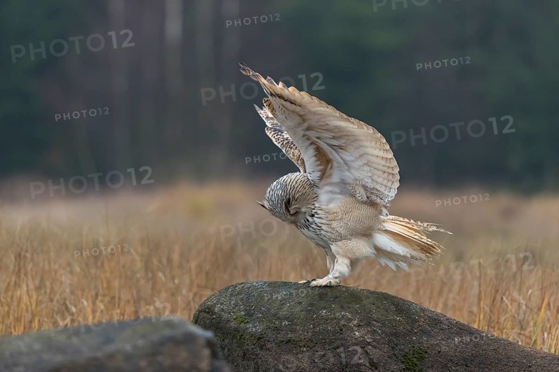 One Siberian Eagle Owl (Bubo bubo sibiricus) landing on a rock between tall reed grass lakeshore on an autumnal misty cold morning