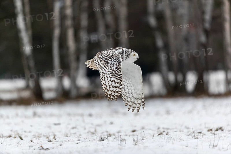 One snowy owl, Bubo scandiacus, Bubo scandiaca, Nyctea scandiaca flying over a snowy meadow with a forest of birch trees in the background