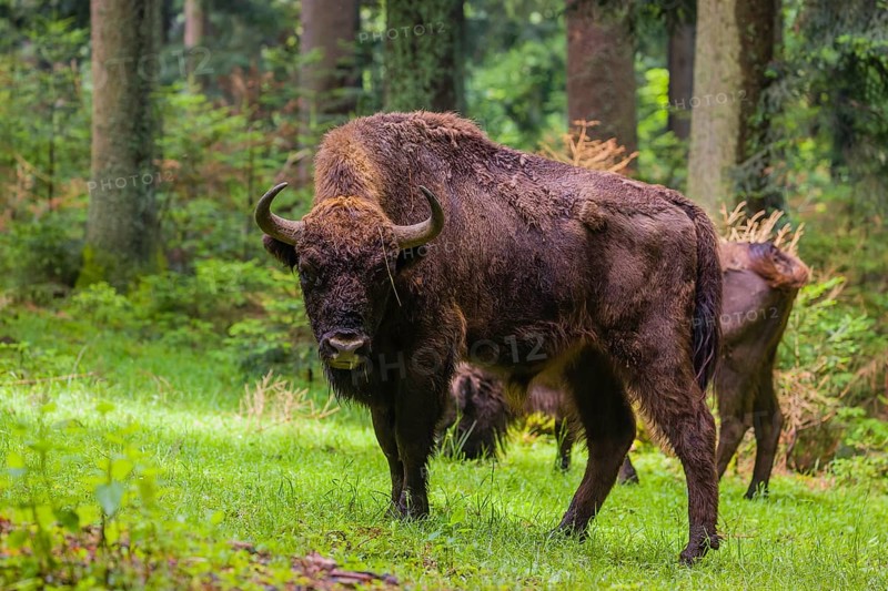 An adult male and female European bison (Bison bonasus) stand in a clearing in a dense forest