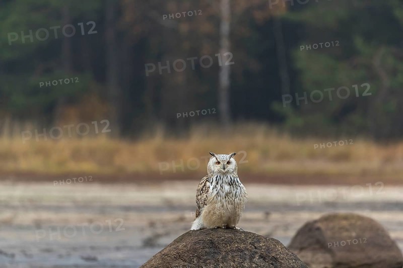 One Siberian Eagle Owl (Bubo bubo sibiricus) sitting on a rock at a dry lakeshore on an autumnal misty cold morning