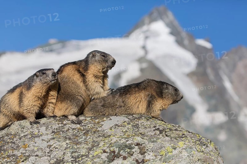 Three adult Alpine Marmot, Marmota marmota, sitting in front of the Grossglockner mountain in bright sunlight and a blue sky