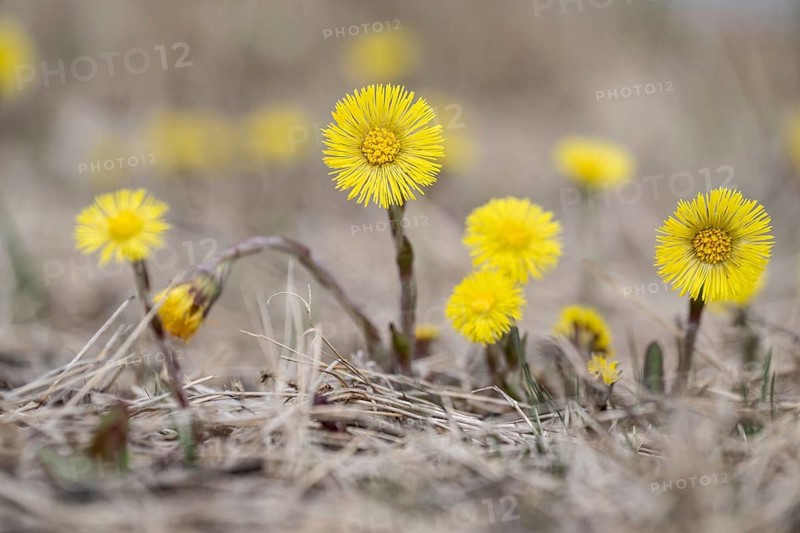 Coltsfoot (Tussilago farfara), Emsland, Lower Saxony, Germany, Europe