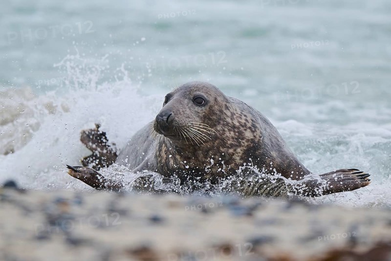 Grey seal (Halichoerus grypus) coming out of the water on the beach, Düne, Helgoland, Schleswig-Holstein, Germany, Europe