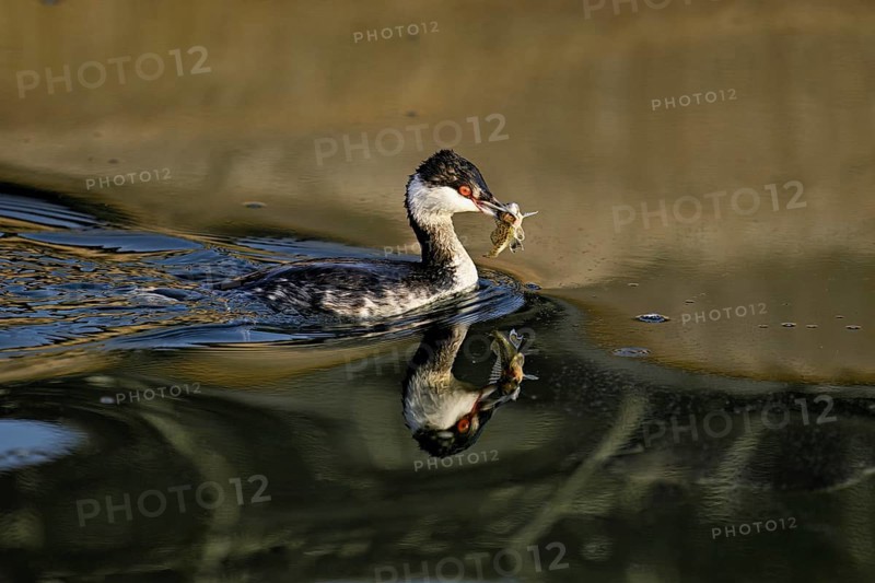 Slavonian grebe (Podiceps auritus), adult, in a white plumage, winter plumage, swimming with a fish in its beak, Lake Zug, Switzerland, Europe