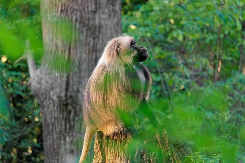 A male Gelada (Theropithecus gelada), or bleeding-heart monkey sits in beautiful light on a rotten tree stump lying in green vegetation