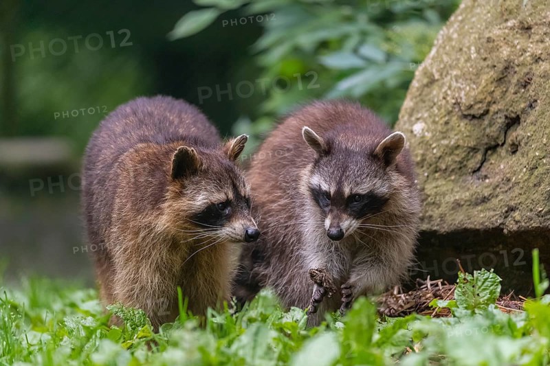 Two adult Raccoons, Procyon lotor, standing on a meadow side by side. A rock and green vegetation in the background
