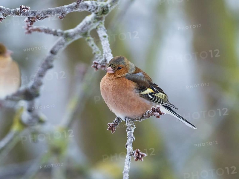 Chaffinch (Fringilla coelebs), male adult bird perched on a frost covered branch, with its feathers fluffed up against the cold, in winter. North Hesse, Germany, Europe