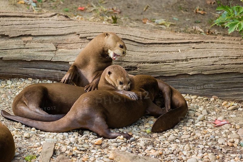 A family of giant otter or giant river otter (Pteronura brasiliensis) rest on a river bank