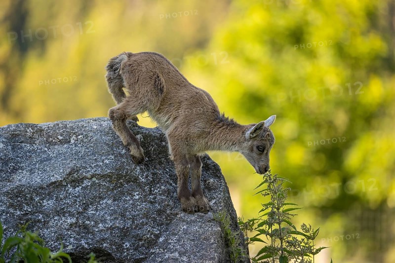 One baby ibex (Capra ibex) standing on a rock, bent down and sniffing on a stinging nettle. Some bright green vegetation in the background