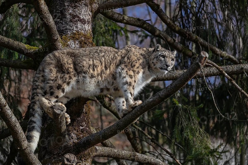 One adult snow leopard (Panthera uncia) standing high up in a tree, watching something in the distance. Blue sky in the background