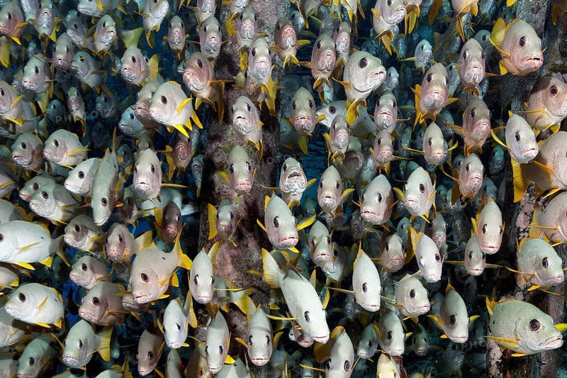 Shoal of single spotted snapper (Lutjanus monostigma) from the front, frontal, under jetty, Jetty, Tuamotu Archipelago, French Polynesia, South Pacific, Pacific Ocean, Oceania