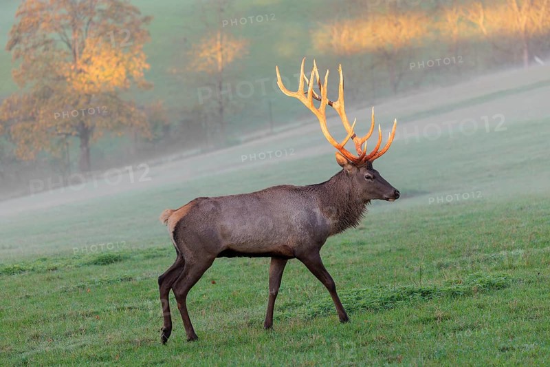 An Altai maral stag, Altai wapiti or Altai elk (Cervus canadensis sibiricus) crosses a meadow in the first light of the day. The antlers glow in that beautiful ight