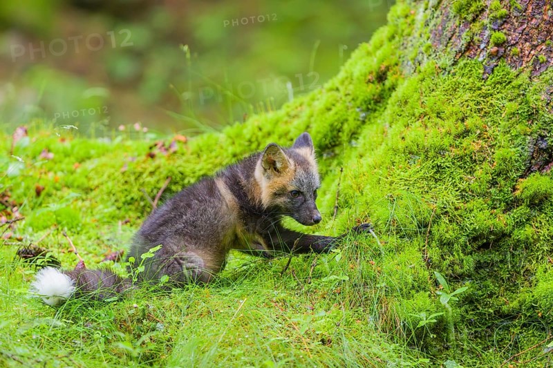 One young silver fox (Vulpes vulpes) exploring the surrounding of its den on the mossy forest floor