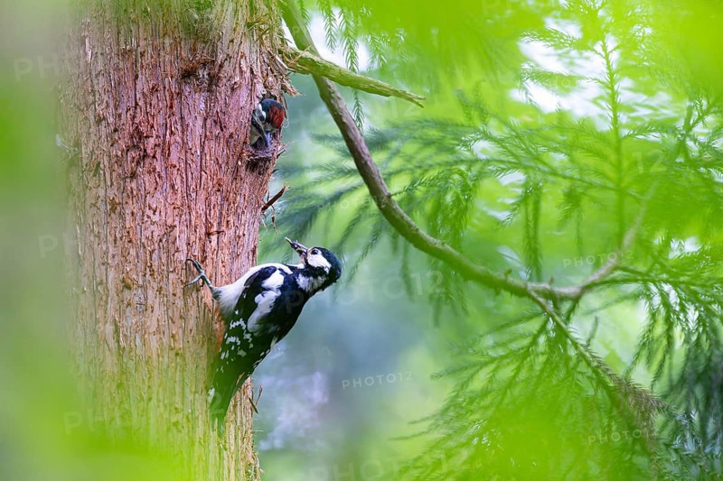 Great spotted woodpecker (Dendrocopos major), almost fledged young bird looking with interest at female adult bird with food in its beak, Bad Homburg, Hesse, Germany, Europe