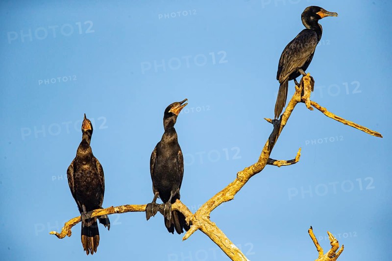 Humboldt Cormorant (Phalacrocorax brasilianus) Pantanal Brazil