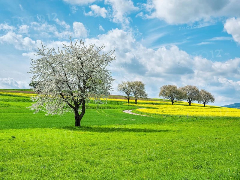 Typical field landscape in spring, blossoming cherry trees and rape field, green meadow, blue sky with stormy clouds, Bad Sooden-Allendorf, Hessisches Bergland, Hesse, Germany, Europe