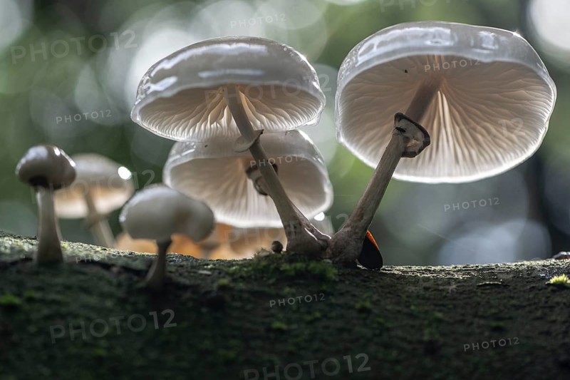 Ringed beech slime moulds (Oudemansiella mucida), Emsland, Lower Saxony, Germany, Europe