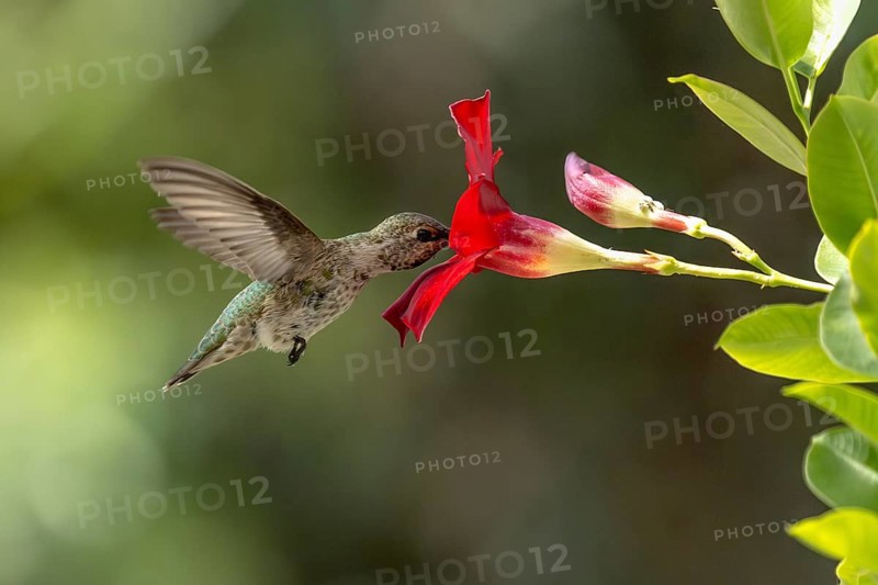 Anna's hummingbird (calypte anna) enjoying the red mandevilla