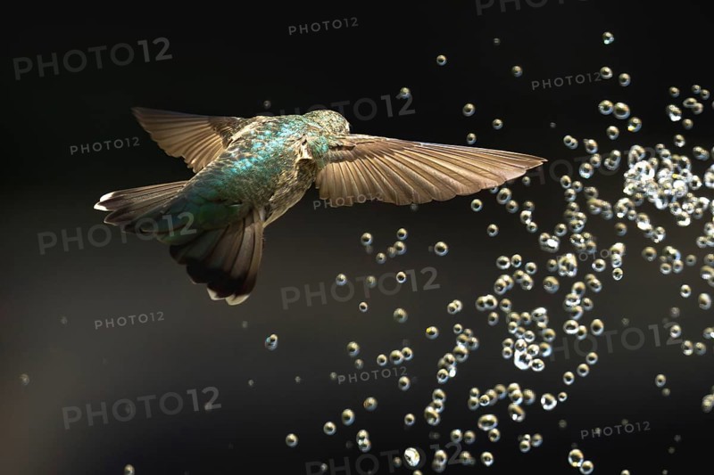 Anna's hummingbird (calypte anna) enjoying the water fountain drops