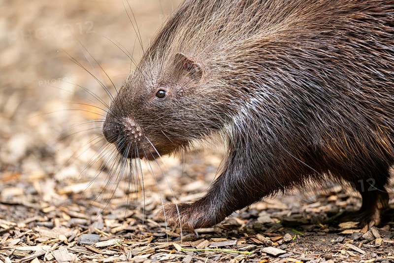 Old World porcupines (Hystrix cristata), Germany, Europe