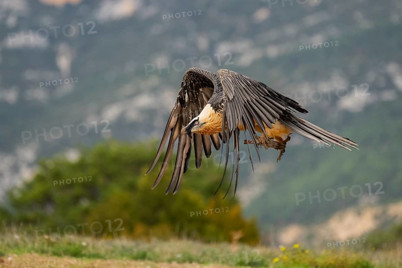 Bearded Vulture (Gypaetus barbatus) adult bird in flight with mountains in the backround, Pyrenees, Lleida, Spain, Europe