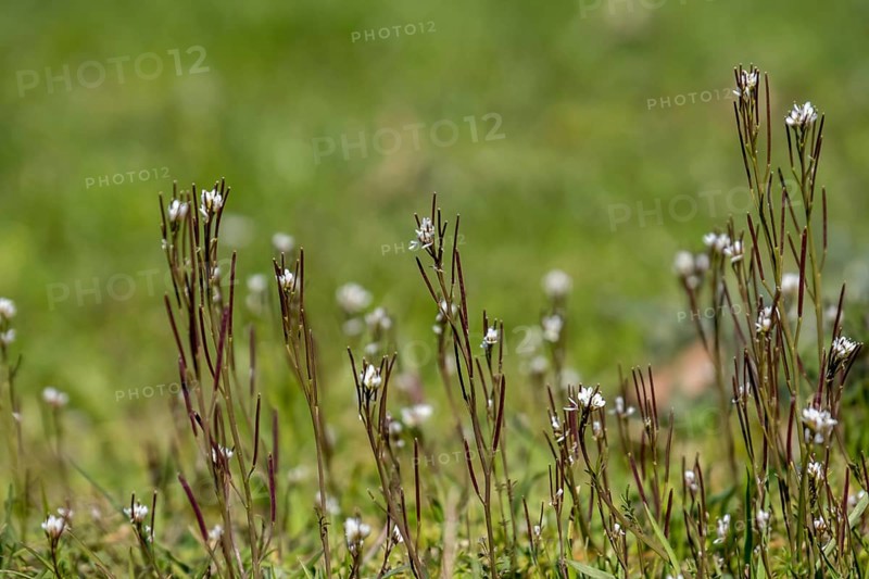 Cardamine hirsuta (Cardamine hirsuta), Münsterland, North Rhine-Westphalia, Germany, Europe