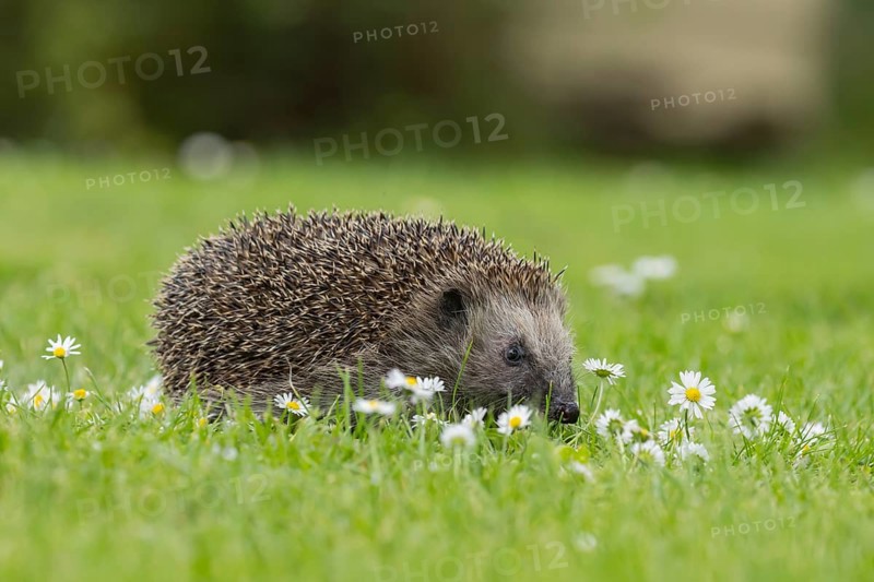 European hedgehog (Erinaceus europaeus) adult animal on an urban garden grass lawn with flowering daisy plants, England, United Kingdom, Europe