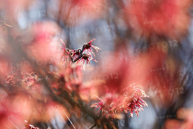 Witch hazel in bloom (Hamamelis), early March, Germany, Europe