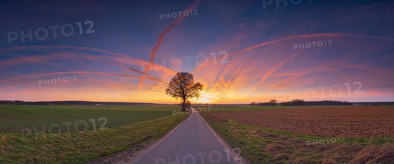 View along a road to a solitary tree in an agricultural environment with blue sky streaked with vapour trails at sunset, Panorama, Schneeren, Neustadt am Rübenberge, Hanover Region, Lower Saxony, Germany, Europe
