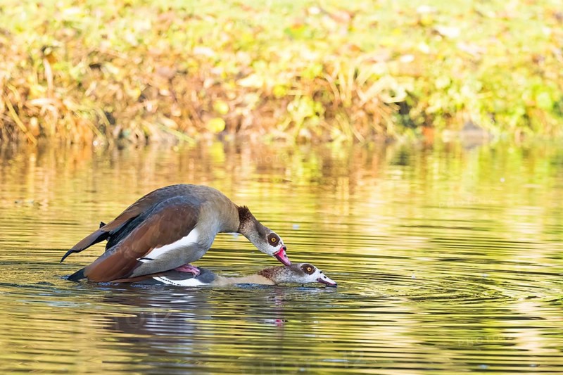Two Nile Geese (Alopochen aegyptiacus) mating in the water of a pond surrounded by green foliage, Hesse, Germany, Europe