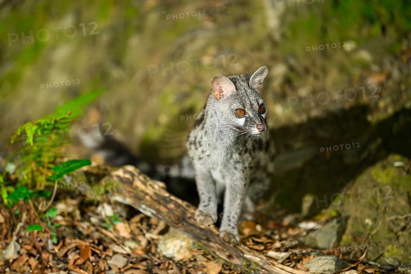 Common genet (Genetta genetta), wildlife in a forest, Montseny National Park, Catalonia, Spain, Europe