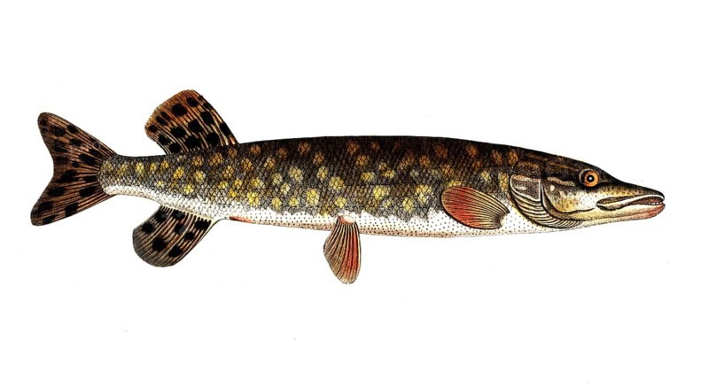 Fish, Fish, Genus of pike, Esox Lucio, Esox lucius, Pike, Northern pike, Historical, digitally restored reproduction from a 19th century original, Record date not stated