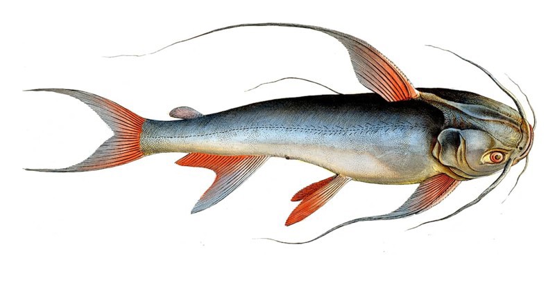 Fish, Fish, Fish genus from the family of the true catfishes within the order of the catfishes, Silurus bagre, Historical, digitally restored reproduction from an original from the 19th century, Record date not stated