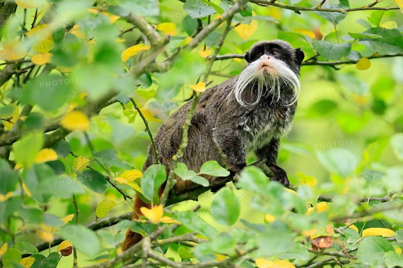 Emperor bearded tamarin (Saguinus imperator subgrisescens), adult, on tree, alert, South America