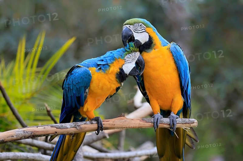 Yellow-breasted Macaw (Ara ararauna), adult, perch, pair, social behaviour, plumage care, South America