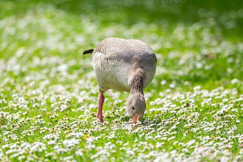 Greylag goose (Anser anser) on a field, Franconia, Bavaria, Germany, Europe
