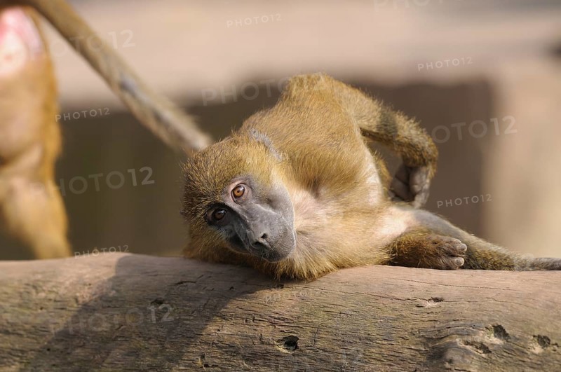 A baboon lies relaxed on a tree trunk and rests, Guinea baboon (Papio papio), captive, Germany, Europe