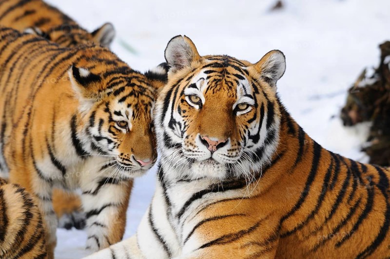 A tiger cub and a tiger mother lie in the snow and show a harmonious coexistence, Siberian tiger (Panthera tigris altaica), captive, occurrence Russia, North Korea and China