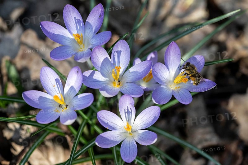 Elfin crocus (Crocus tommasinianus) with honey bee (Apis mellifera), Emsland, Lower Saxony, Germany, Europe