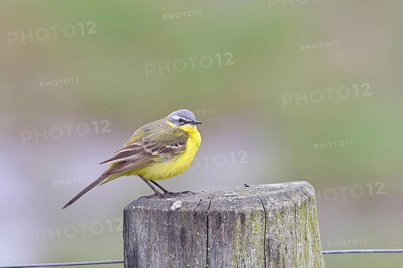 Yellow wagtail (Motacilla flava), on a pasture fence post, Dümmer, Lake Dümmer, Ochsenmoor, Hüde, Lower Saxony, Germany, Europe
