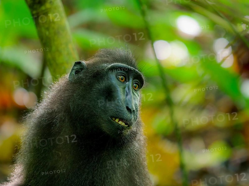 Black crested macaque (Macaca nigra), Tangoko National Park, Sulawesi, Indonesia, Asia