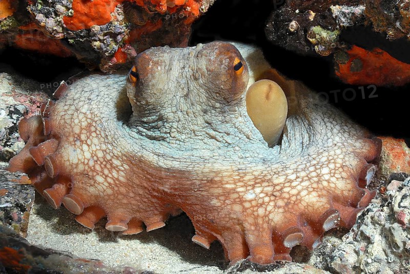 Octopus (Octopus vulgaris) hiding blocks access to cave dwelling with tentacles looks directly at observer, Mediterranean Sea, Cabrera Marine Reserve, Majorca, Balearic Islands, Spain, Europe