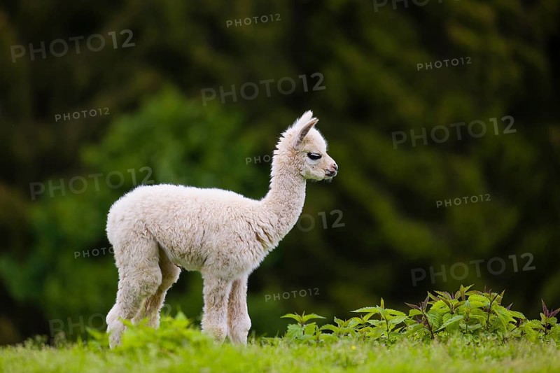 One young Alpaca (Vicugna pacos) stands on a fresh green meadow . A green forest in the distant background