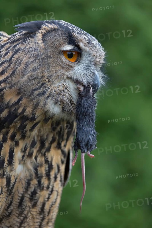 Portrait of an Eurasian Eagle Owl, Bubo bubo. Swallowing a dark grey mouse. Green vegetation in the background