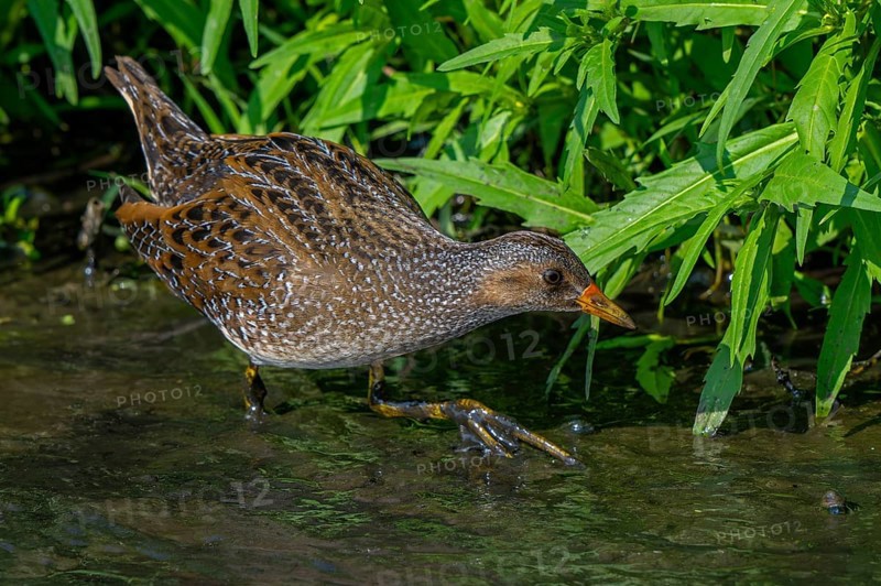 Spotted crake (Porzana porzana, Ortygometra porzana) foraging in marshland in summer