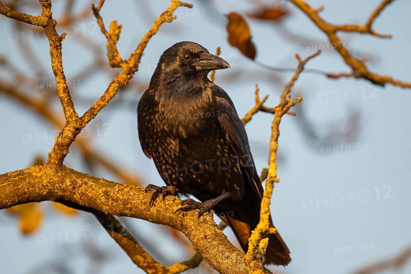 Raven (Corvus corax) sitting on a branch, morning light, Rosensteinpark, Stuttgart, Baden-Württemberg, Germany, Europe